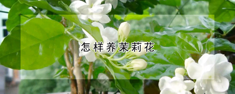 怎樣養(yǎng)茉莉花