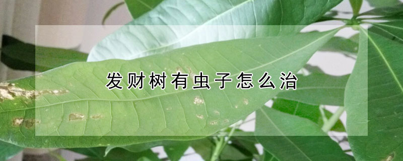 發財樹有蟲子怎么治