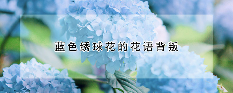 藍(lán)色繡球花的花語(yǔ)背叛