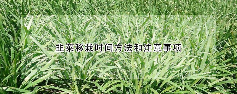 韭菜移栽時(shí)間方法和注意事項(xiàng)