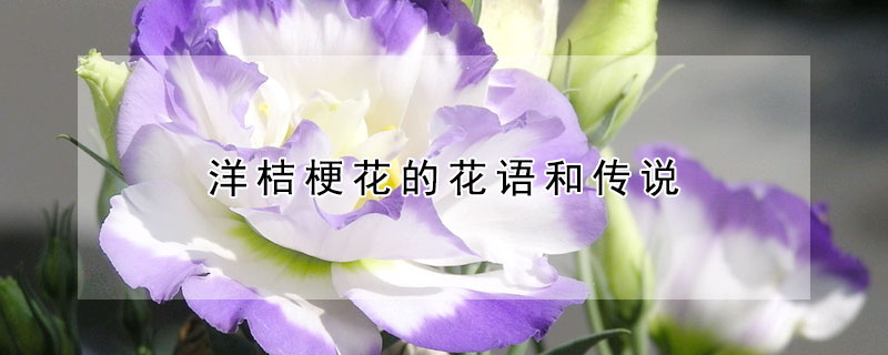 洋桔梗花的花語(yǔ)和傳說(shuō)