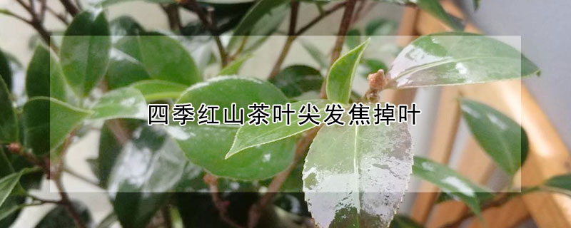 四季紅山茶葉尖發(fā)焦掉葉