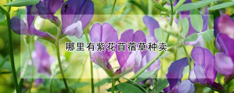 哪里有紫花苜蓿草種賣