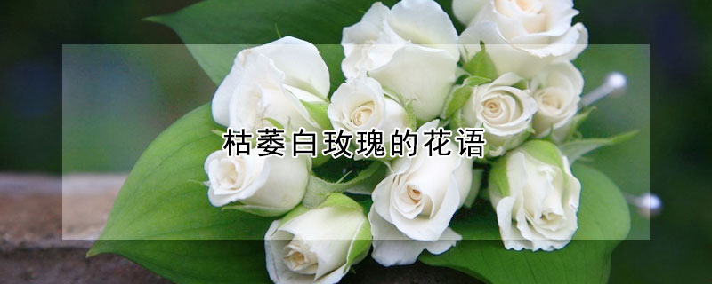 枯萎白玫瑰的花語