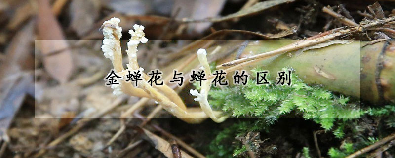 金蟬花與蟬花的區(qū)別