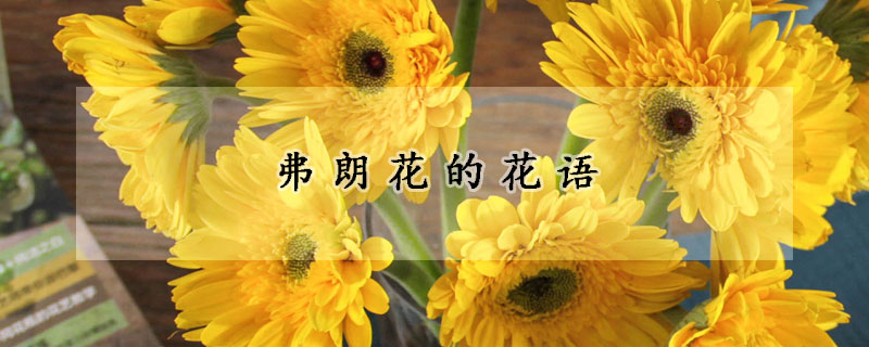 弗朗花的花語(yǔ)