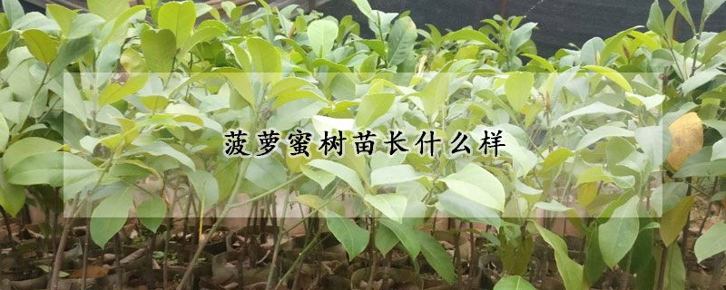 菠蘿蜜樹苗長什么樣