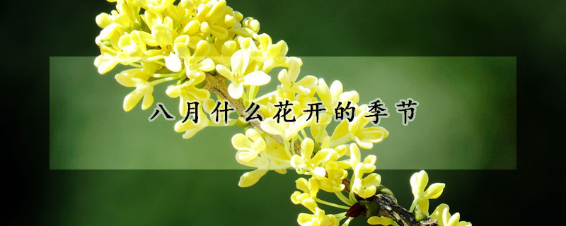 八月什么花開的季節(jié)