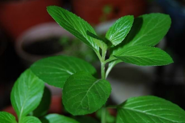 什么草驅(qū)蚊效果最好 驅(qū)蚊最好的植物排名