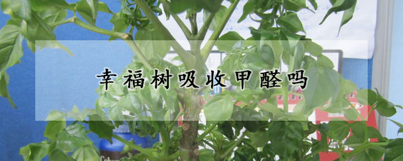 幸福樹吸收甲醛嗎