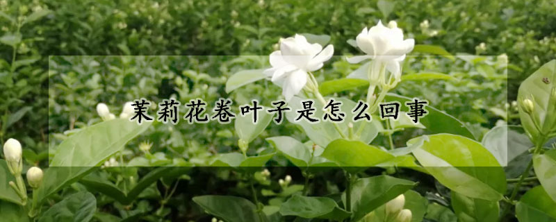 茉莉花卷葉子是怎么回事