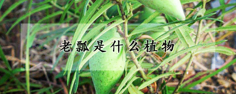 老瓢是什么植物