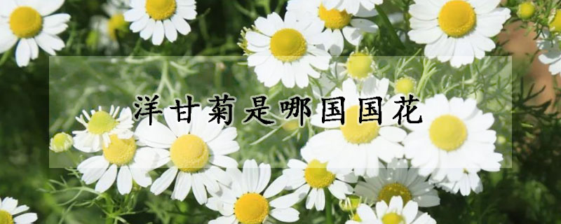 洋甘菊是哪國國花