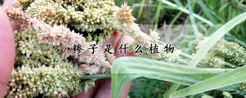 糝子是什么植物