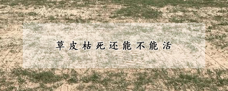 草皮枯死還能不能活