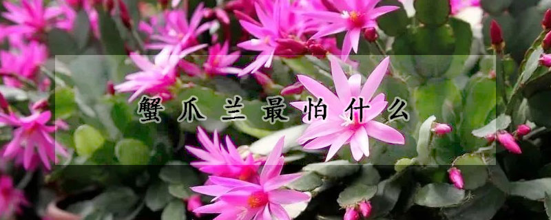 蟹爪蘭最怕什么