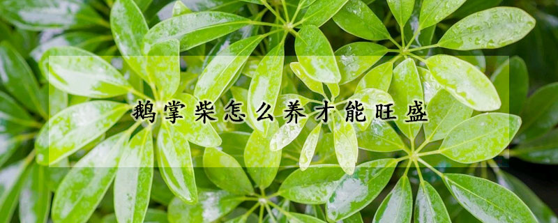 鵝掌柴怎么養才能旺盛