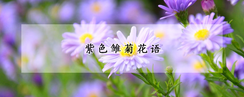 紫色雛菊花語(yǔ)