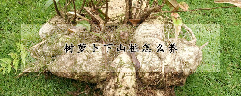 樹(shù)蘿卜下山樁怎么養(yǎng)