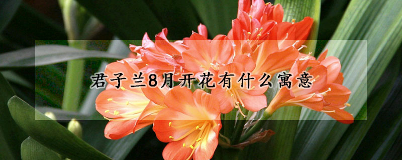 君子蘭8月開(kāi)花有什么寓意