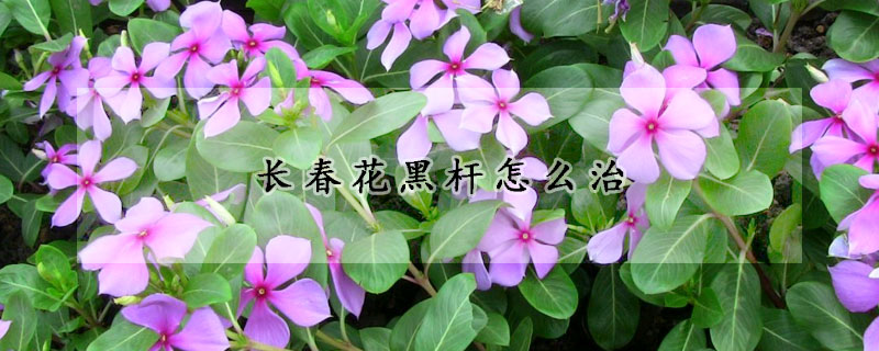 長春花黑桿怎么治