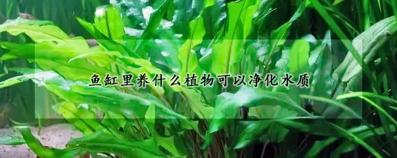 魚缸里養什么植物可以凈化水質