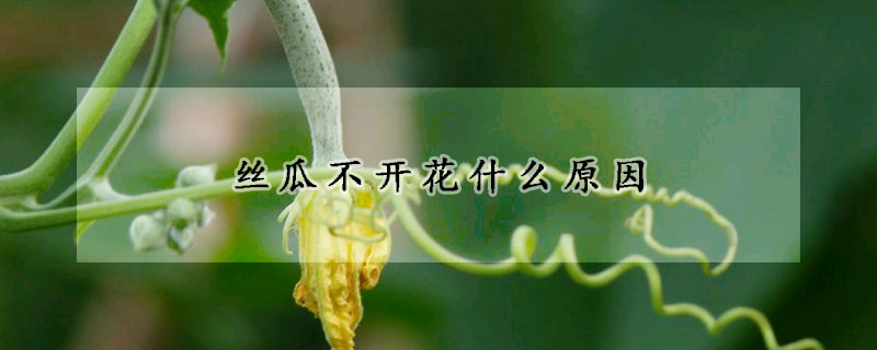 絲瓜不開(kāi)花什么原因