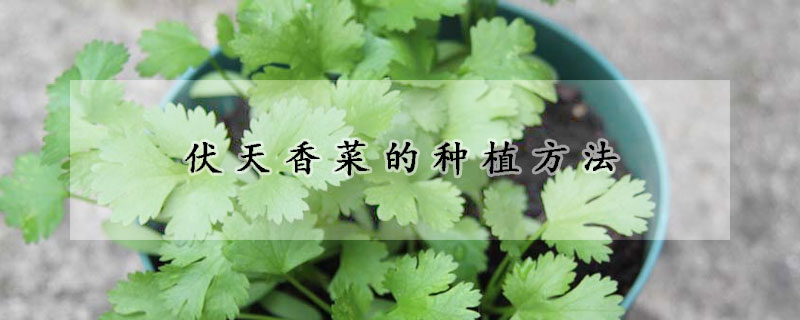 伏天香菜的種植方法