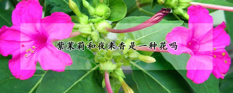 紫茉莉和夜來香是一種花嗎