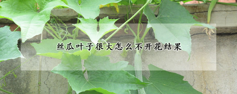 絲瓜葉子很大怎么不開(kāi)花結(jié)果