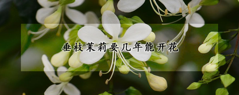 垂枝茉莉要幾年能開花