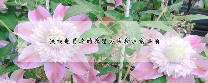 鐵線蓮夏季的養(yǎng)殖方法和注意事項