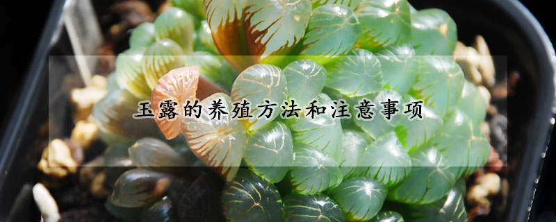 玉露的養(yǎng)殖方法和注意事項