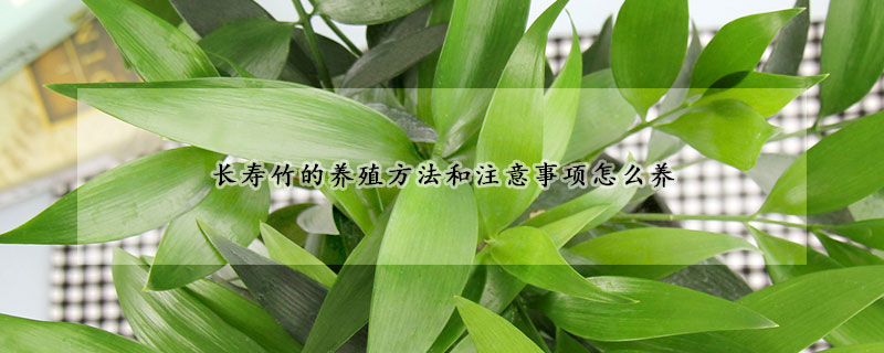 長壽竹的養(yǎng)殖方法和注意事項怎么養(yǎng)