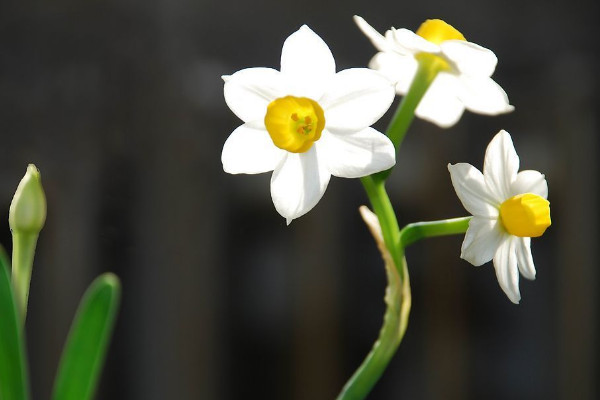 臥室種什么植物最好 臥室適合放什么植物