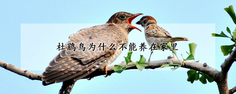 杜鵑鳥為什么不能養在家里