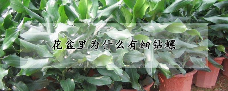 花盆里為什么有細鉆螺