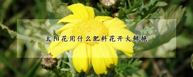 太陽花用什么肥料花開大鮮艷