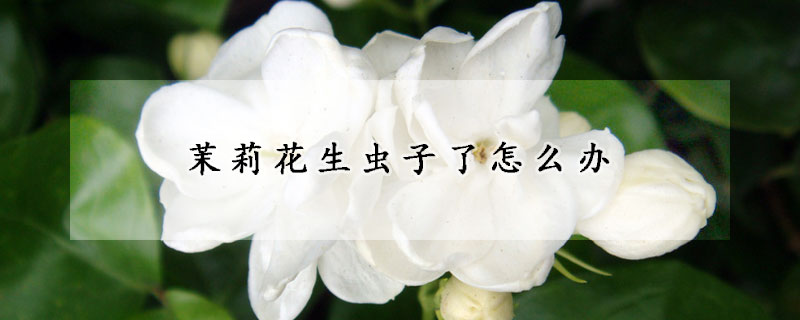 茉莉花生蟲子了怎么辦