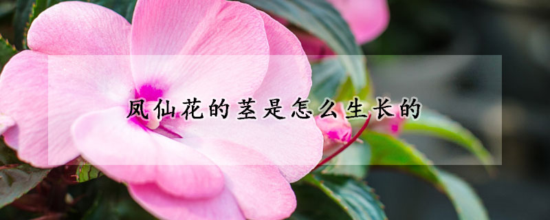 鳳仙花的莖是怎么生長(zhǎng)的