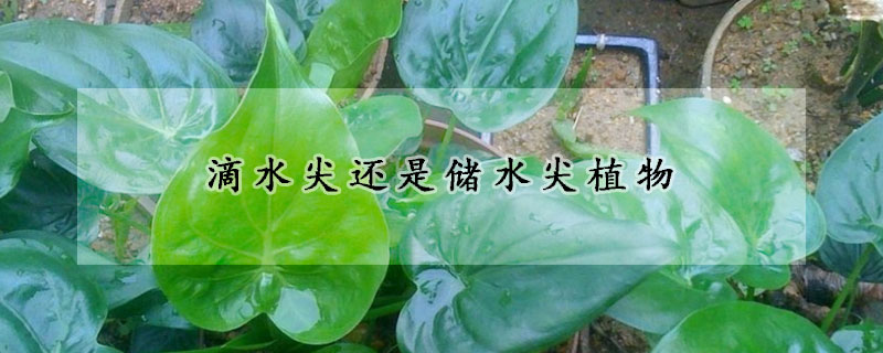 滴水尖還是儲水尖植物