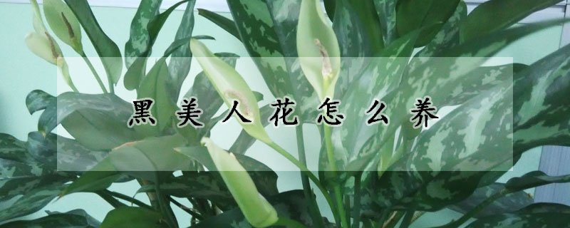 黑美人花怎么養