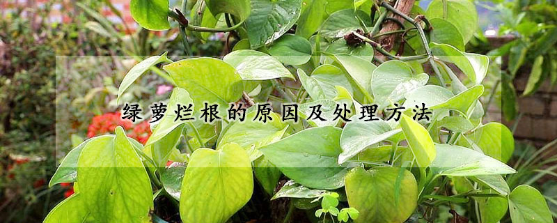 綠蘿爛根的原因及處理方法