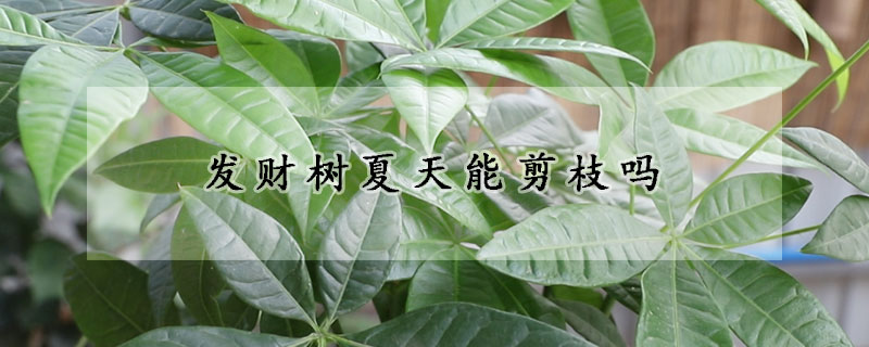 發財樹夏天能剪枝嗎