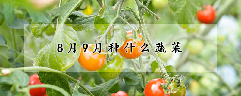 8月9月種什么蔬菜