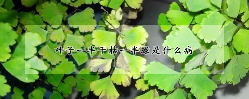 葉子一半干枯一半綠是什么病