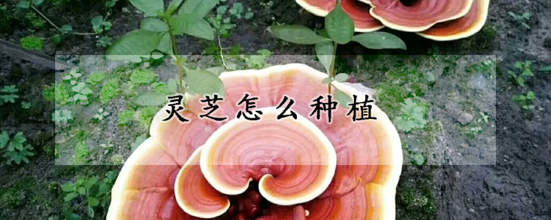 靈芝怎么種植