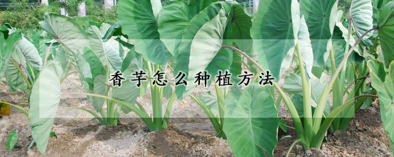 香芋怎么種植方法