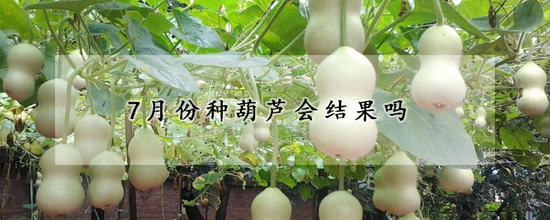 7月份種葫蘆會結果嗎