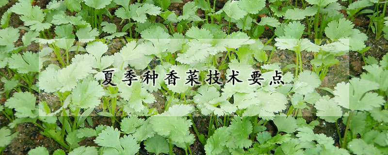 夏季種香菜技術要點